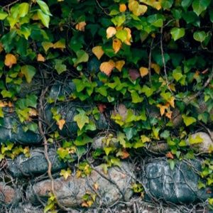 Meet your Posher, IvyHillShop